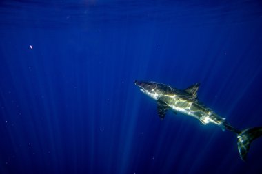 Büyük beyaz köpekbalığı saldırı için hazır