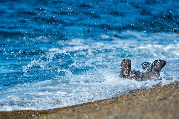 Bebé recién nacido lobo marino en la playa —  Fotos de Stock