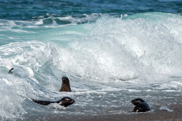 Neonato leone marino sulla spiaggia — Foto Stock