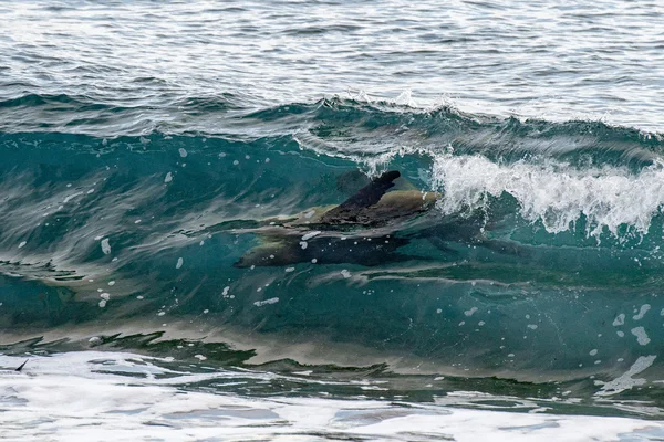해변에 사는 바다사자 — 스톡 사진