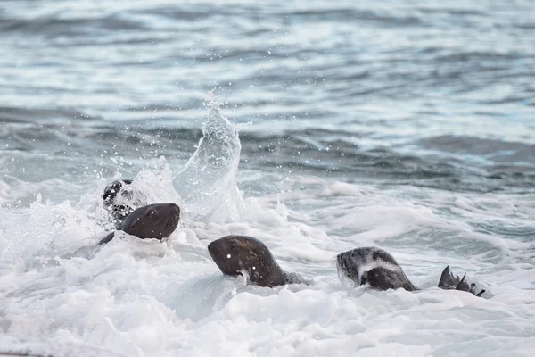 在海滩上的婴儿新生儿海狮 — 图库照片