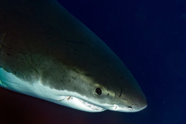 Grote witte haai klaar om te vallen — Stockfoto