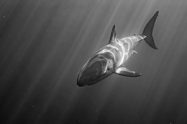 Velký bílý žralok útok v b&w — Stock fotografie