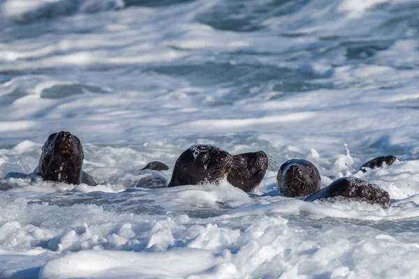 Bebé recién nacido lobo marino en la playa — Foto de Stock