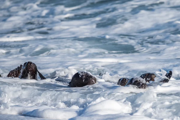 Bebé recién nacido lobo marino en la playa — Foto de Stock