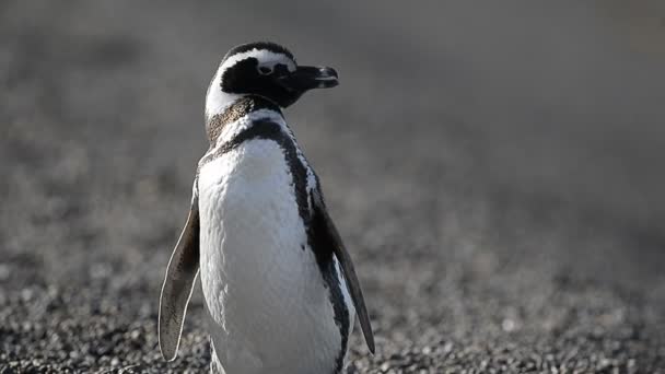 Patagonya penguen portre — Stok video