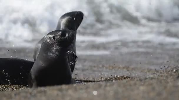 Sea lion försegla i Patagonien beach — Stockvideo