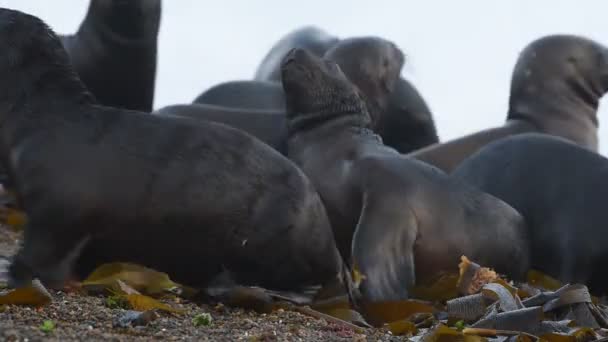 Foca león marino en la playa Patagonia — Vídeo de stock