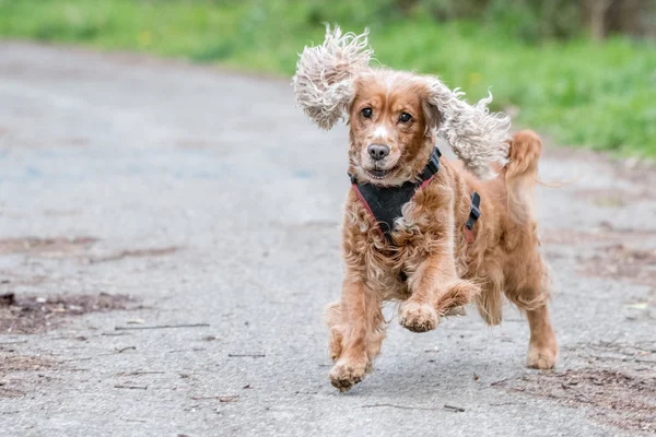 Happy puppy dog running to you — Stock Photo, Image