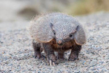 patagonia armadillo close up portrait clipart