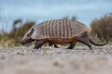 Patagonya armadillo portre kadar kapatın