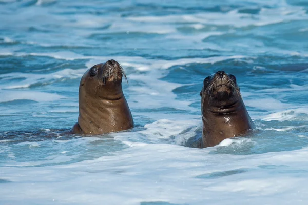 Sjölejon på stranden i Patagonien — Stockfoto