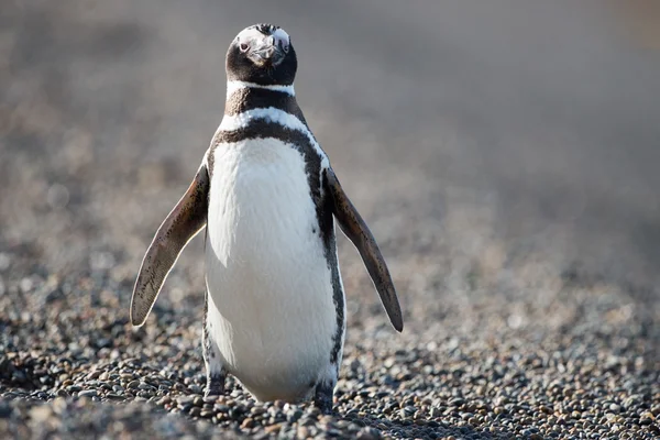 Patagonia pinguino ritratto da vicino — Foto Stock