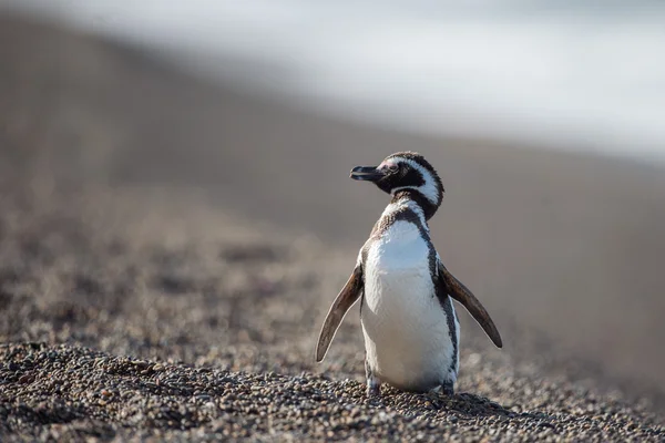 Patagonie pingouin gros plan portrait — Photo