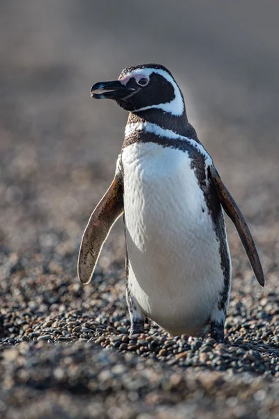 Patagonia tučňák blízko se portrét — Stock fotografie