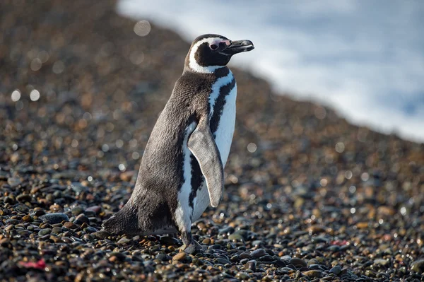 パタゴニアのペンギンすぐの肖像画を — ストック写真