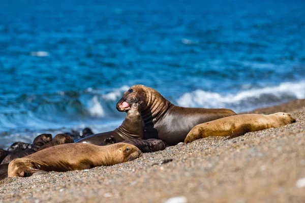 Морской лев на пляже в Патагонии — стоковое фото