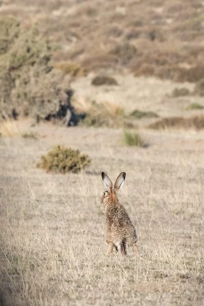 Haas permanent op het gras — Stockfoto