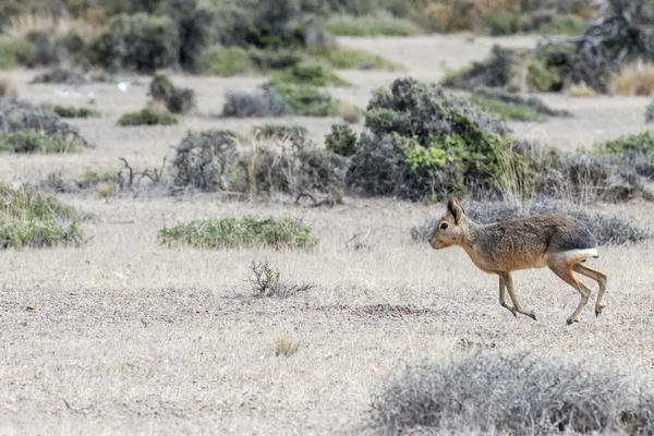 Patagonia mara ritratto durante la corsa — Foto Stock