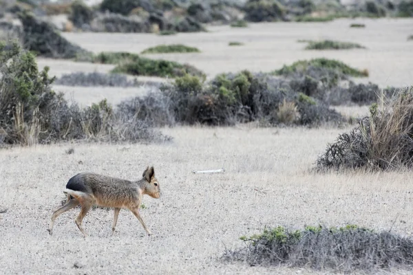 Patagonië mara portret tijdens het hardlopen — Stockfoto