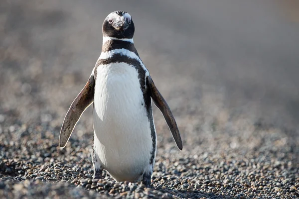 Patagonya penguen yakın portre kadar Stok Fotoğraf