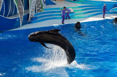 San Diego, Amerika Birleşik Devletleri - Kasım, 15 2015 - Sea World adlı yunus gösterisi