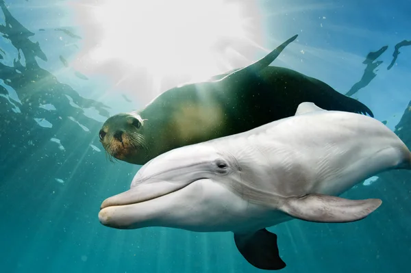 Dolphin and sea lion underwater — Stock Photo, Image