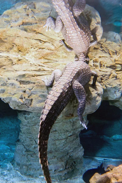 Cauda de crocodilo jacaré retrato subaquático — Fotografia de Stock