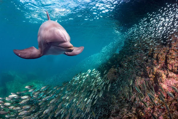 Dolphin underwater on ocean background — Stock Photo, Image