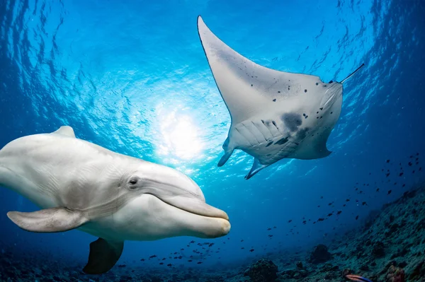 Дельфин под водой встречает манту — стоковое фото