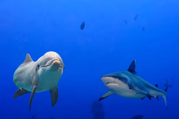 Tiburón gris y delfín bajo el agua — Foto de Stock