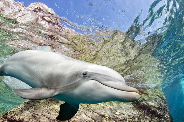 Dolphin under vattnet på ocean bakgrund — Stockfoto
