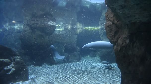 Pasgeboren baby manatee close-up portret — Stockvideo