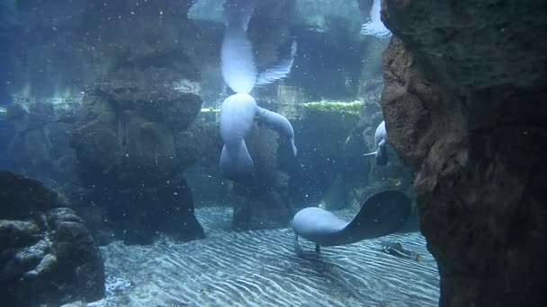 Pasgeboren baby manatee close-up portret — Stockvideo