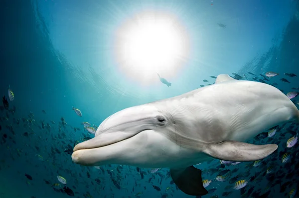 Dolphin underwater on ocean background — Stock Photo, Image