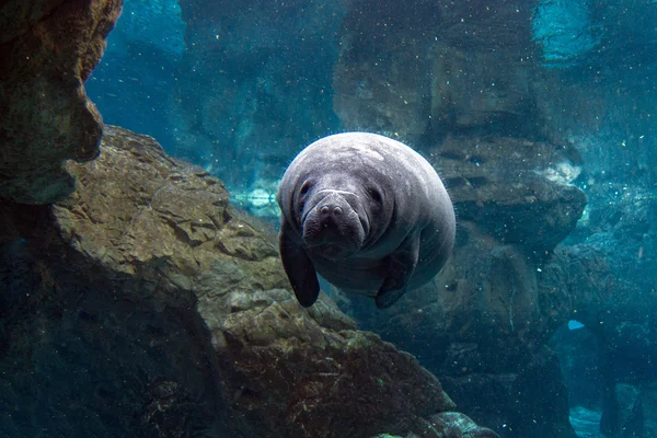 Newborn baby manatee close up portrait — Stock Photo, Image