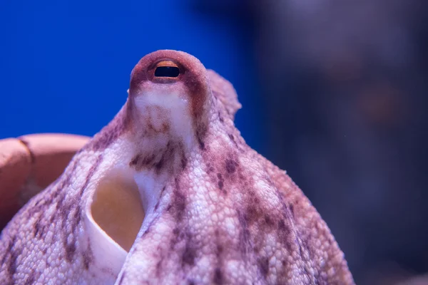 Octopus underwater close up portrait — Stock Photo, Image