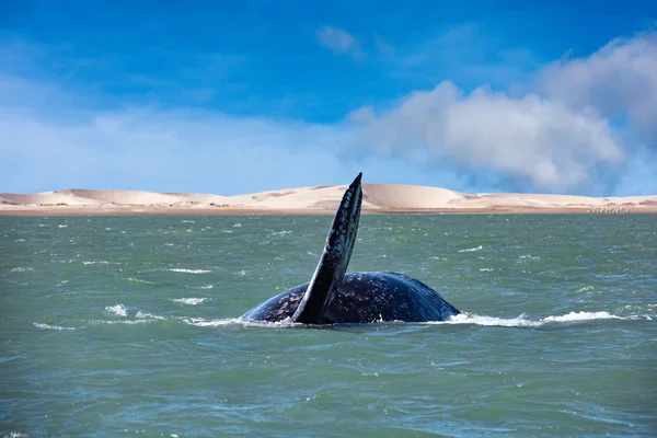 Grijze walvis moeder neus omhoog — Stockfoto