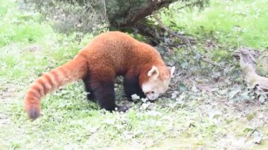 Red panda portre