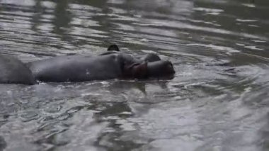 su aygırı hyppopotamus yakın çekim