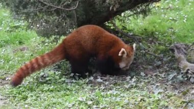 Red panda portre