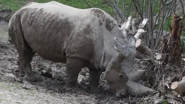 Breitmaulnashorn aus nächster Nähe — Stockvideo