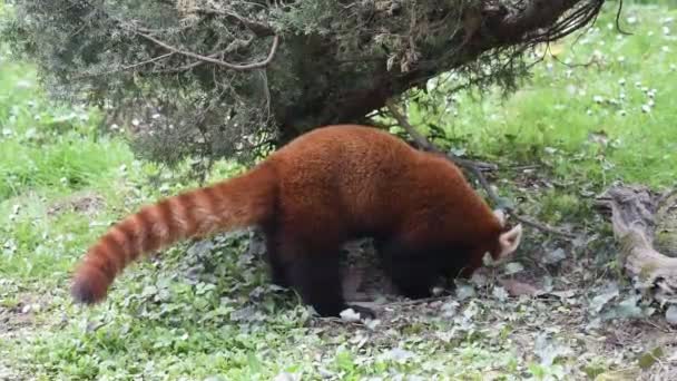 Κόκκινο panda πορτρέτο — Αρχείο Βίντεο