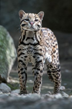 ocelot portrait while looking at you clipart