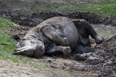 Afrikalı beyaz rhino portre rahatlatıcı süre