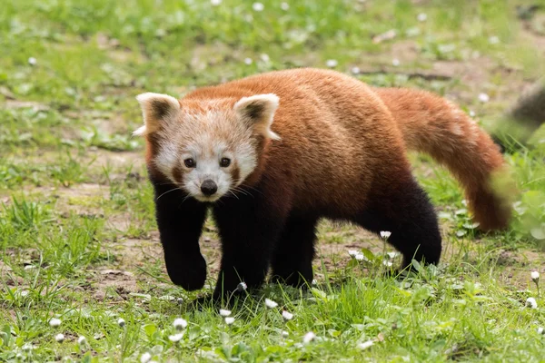 Red panda z bliska portret — Zdjęcie stockowe
