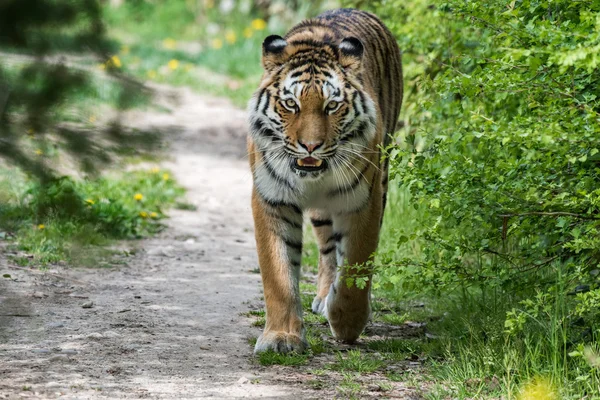 Szibériai tigris készen áll a támadásra, néz rád — Stock Fotó