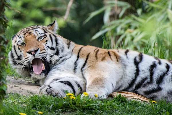 Tygrys syberyjski gotowy do ataku, patrząc na Ciebie — Zdjęcie stockowe