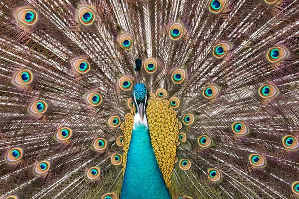 Paví ptačí zblízka portrétní — Stock fotografie