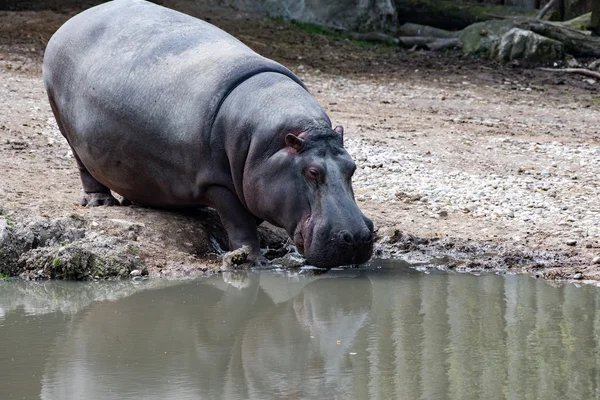 Hyppopotamus hippo close up retrato — Fotografia de Stock